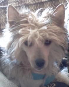 Arabea Angels Alastor