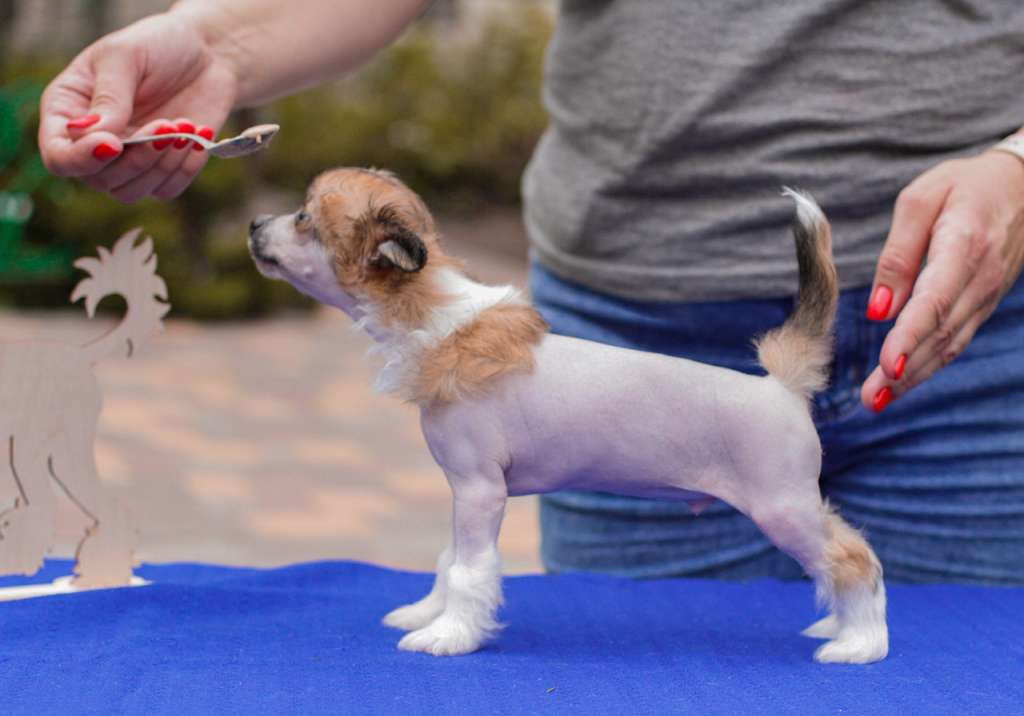 Marydance Impulse Love