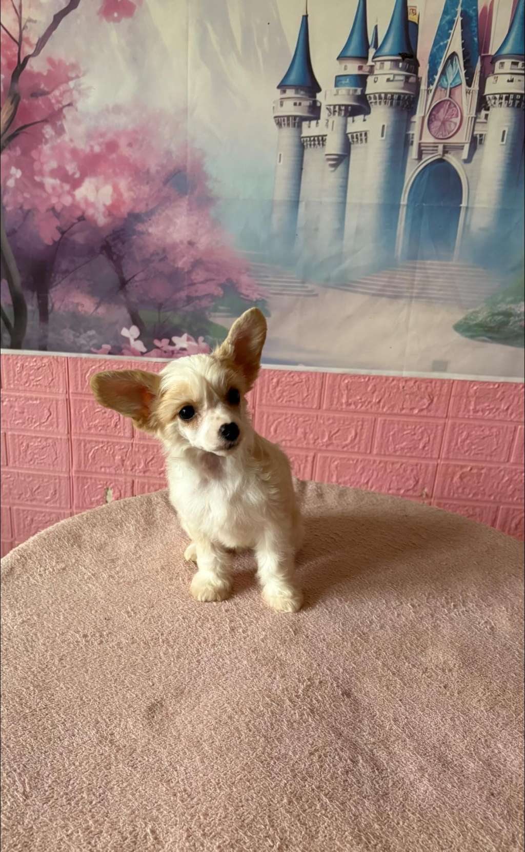 Golden Deer Nebethet