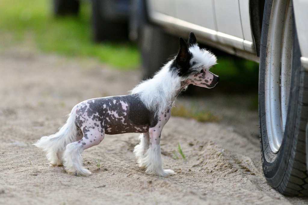 Uslada Winning Smile