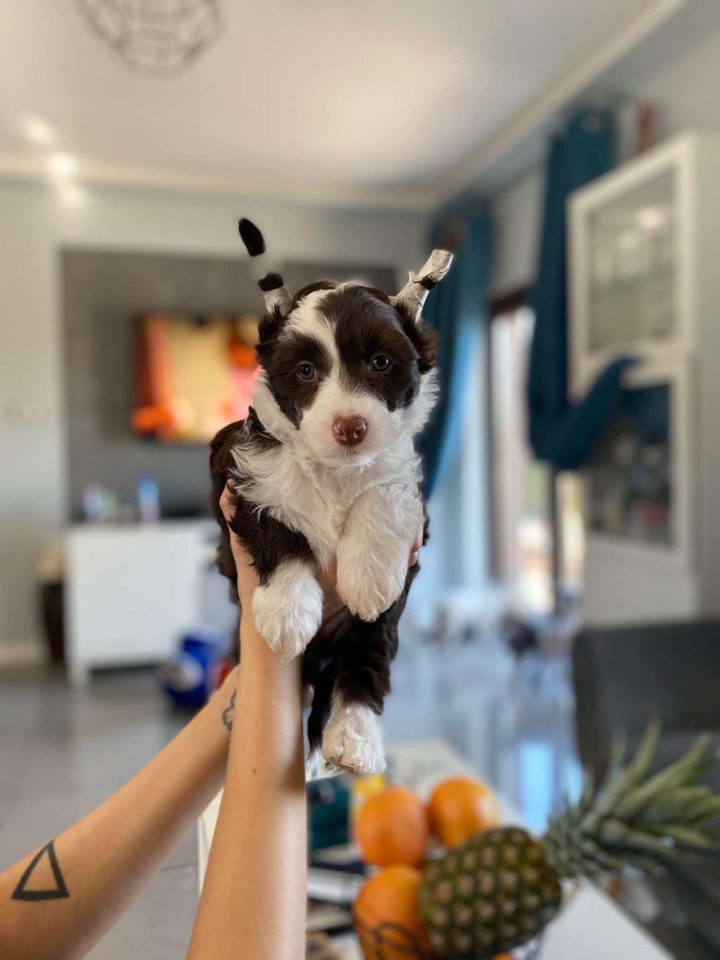 Ares  Dzikie Jagódki