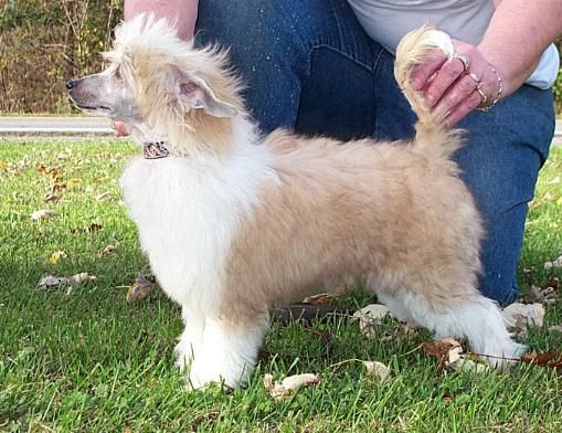 Wickhaven Bayshore Caramel Parfait