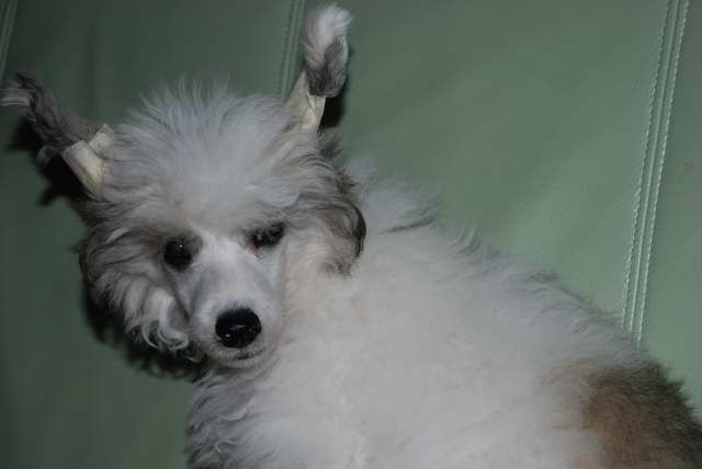 Legion of Dream Gross