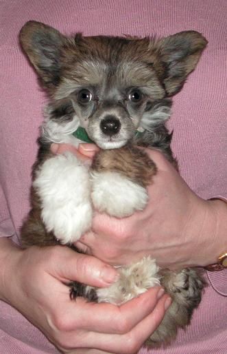 Topgrade Beauty Of The Night