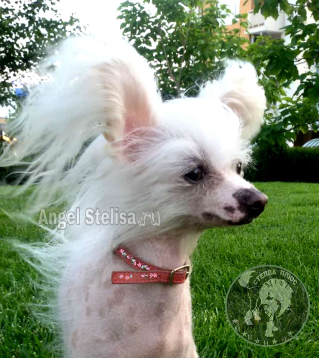 Vellar Pljus Antonia