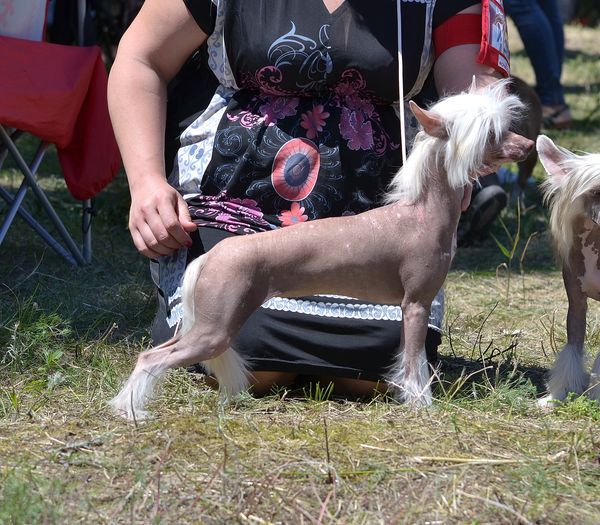 Nevesta Ot Volnogo Psa