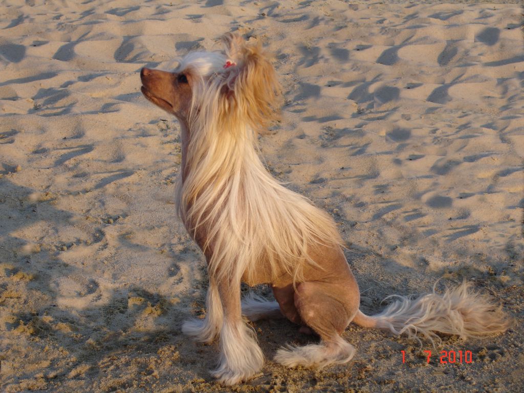 Galaktika Vilem's Companion