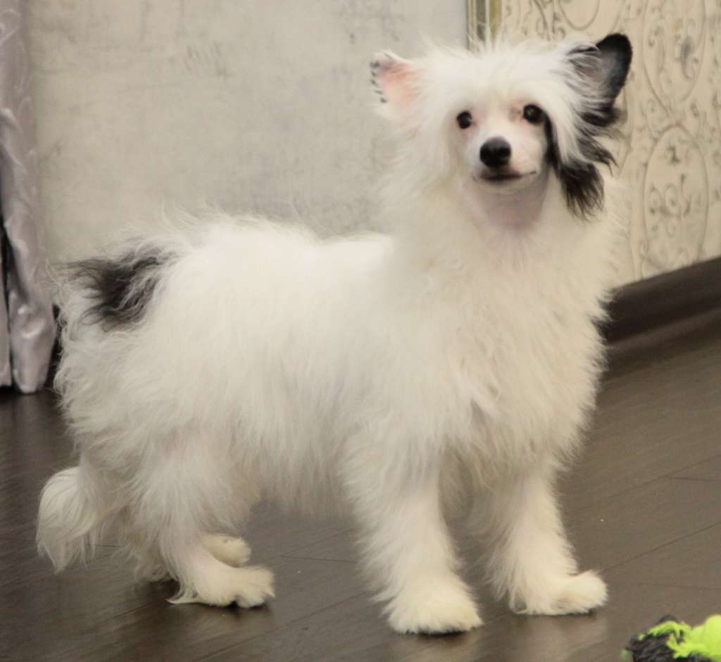 Premier Mari Eseniya