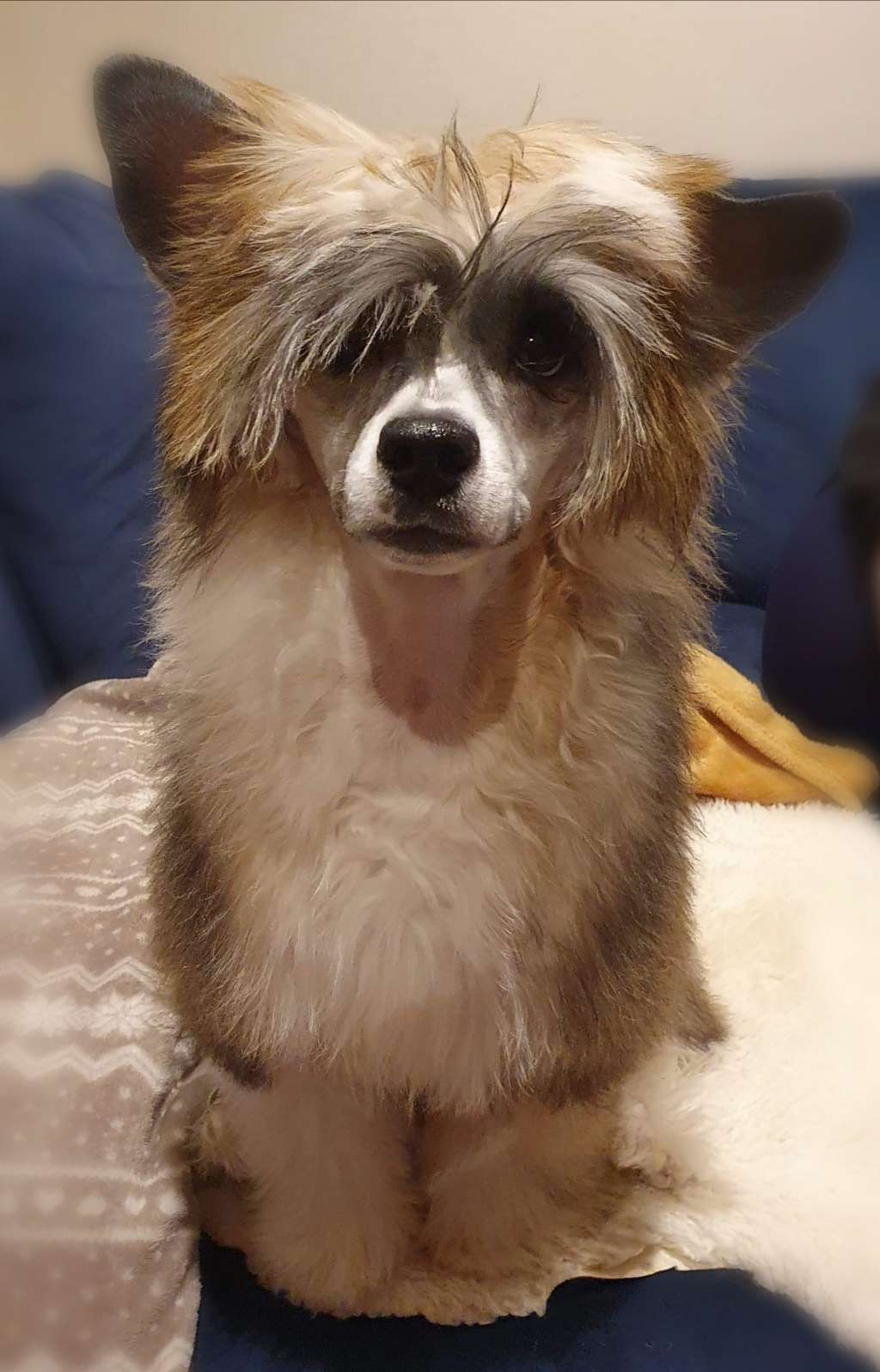 Crested Vixen's Golden Madness