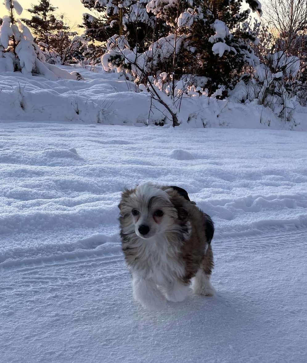 Smal Island dogs Arianna Shakira