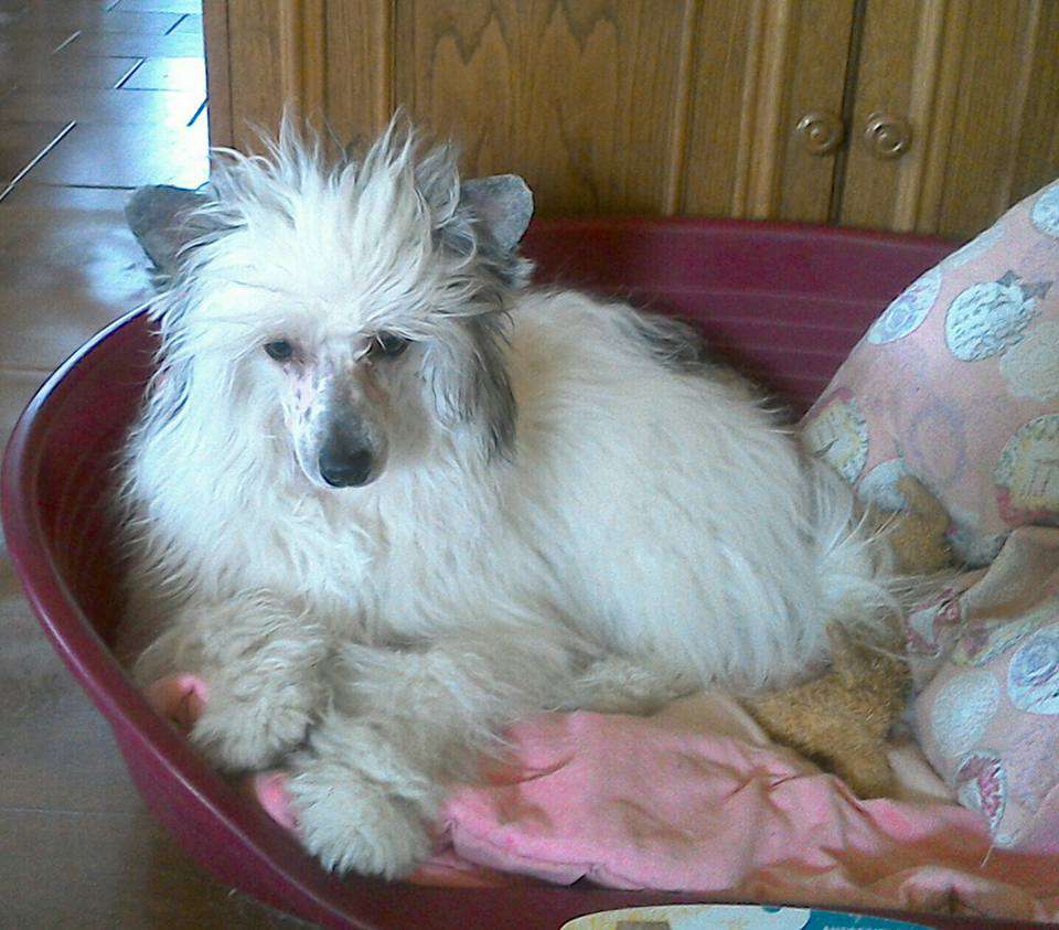 Cairon Modrá Laguna Moravia