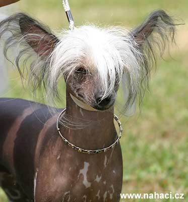 Meduza Alexa Lachesis