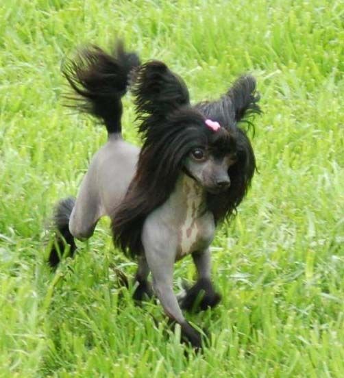 Jewels Holliwould Show Business 