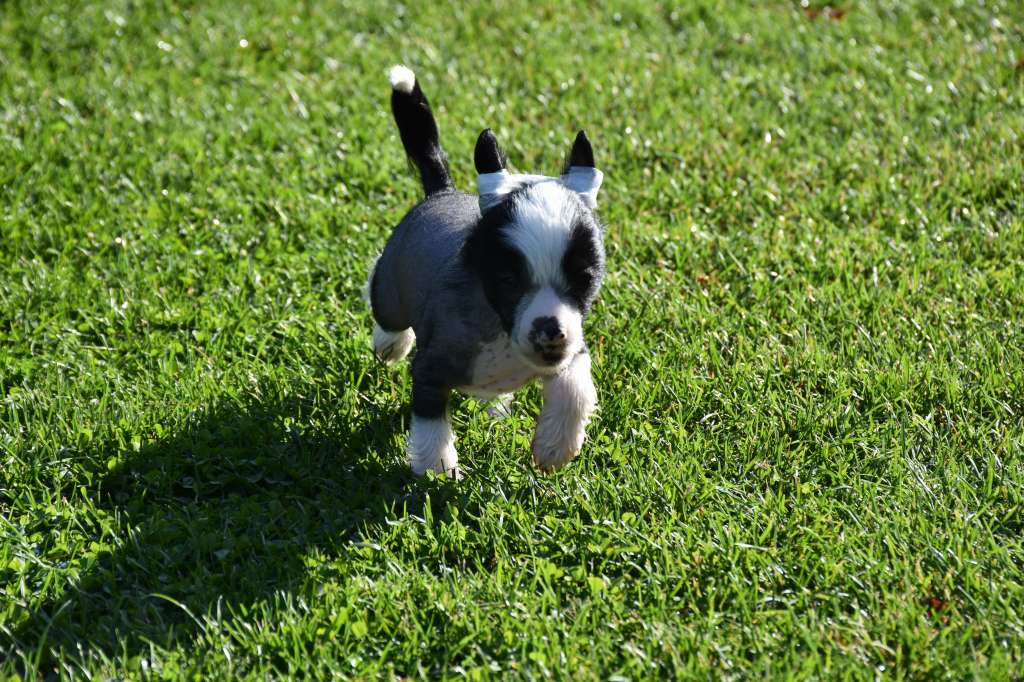 richie of the loving dols