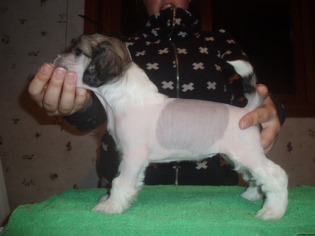 Cosplay's Minako Aino