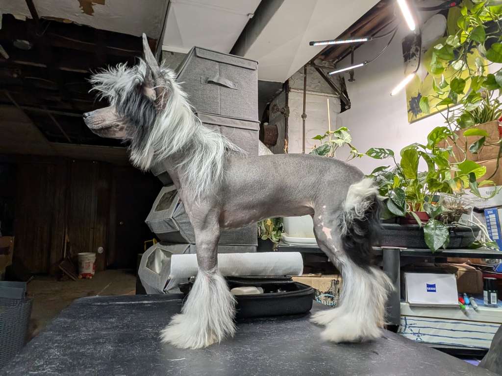 Hecate's Tranquil Wisdom of AV Dragon's Den