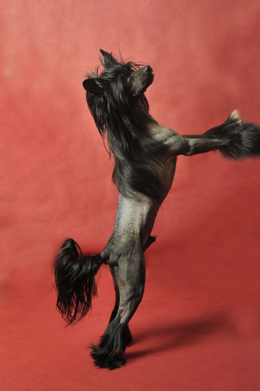 Elros Zaczarowany Flet