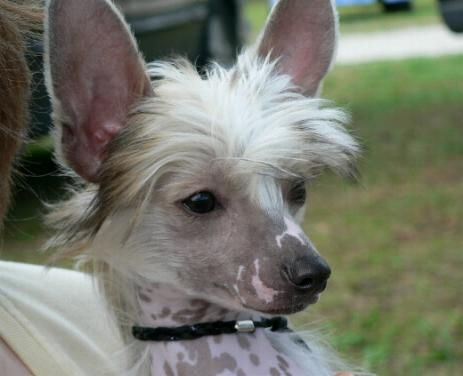 Kalypso's The Flying Dutchman