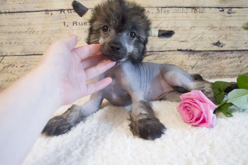 Oro Antenati If You're A Star Zendaya