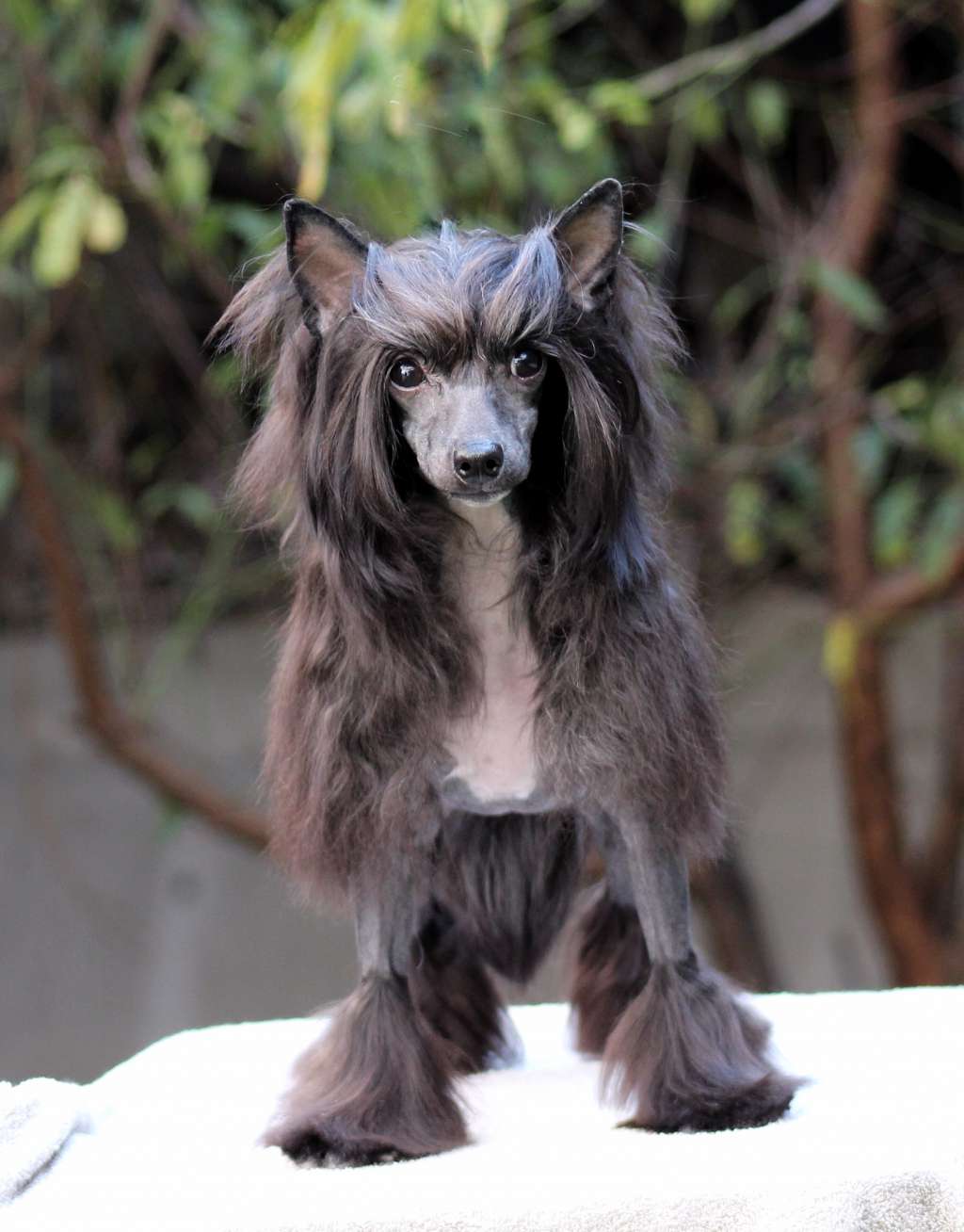 Black pearl Isabella