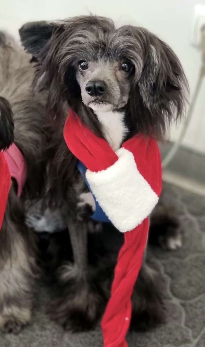 Dark Shadow de Lybóriu's Legacy