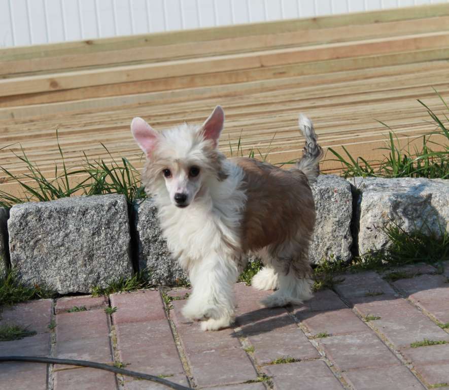 Viktozar Destiny in Gentle Silk