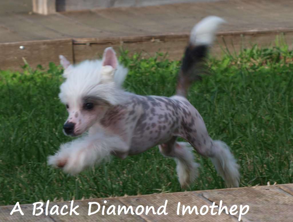 A Black Diamond imothep