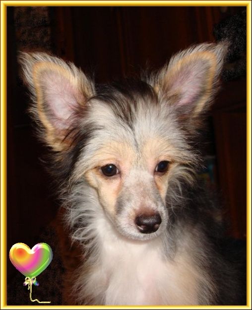 Zlato Dinastii Danissimo D'Orang