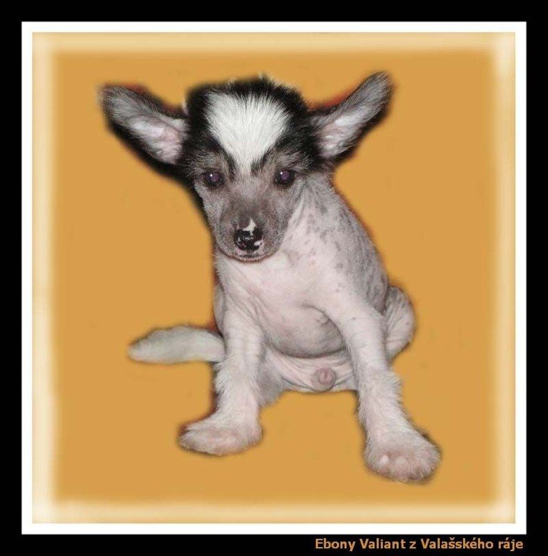 Ebony Valiant z Valasského raje