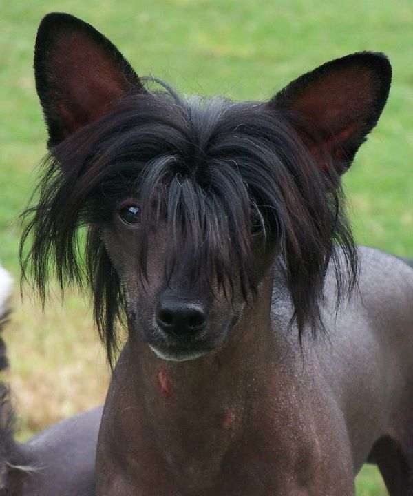 Altacrest's Best For Last