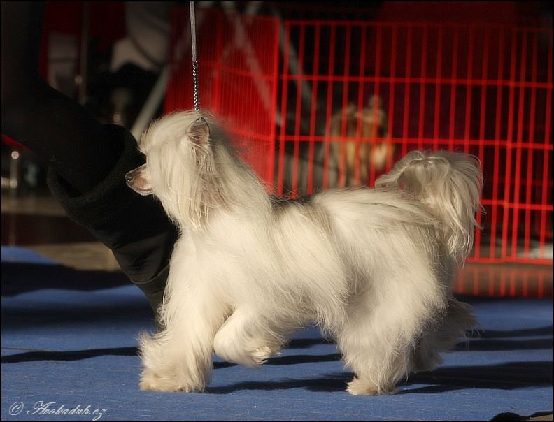 I'm Sexy Top Model De Rama