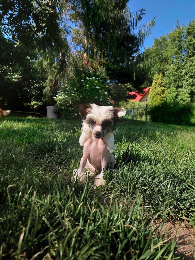 Ivette Belle Cool Lady