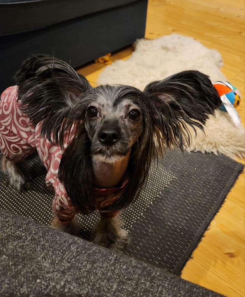 Curlycrest's Porcelain