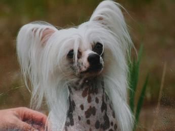 Genetik Alexa Lachesis