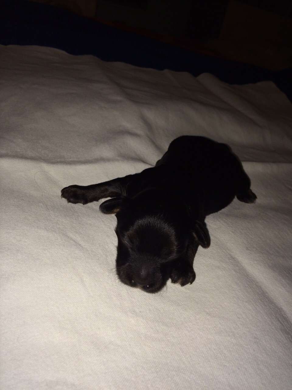 Fleurs de lodeur  Atom Black