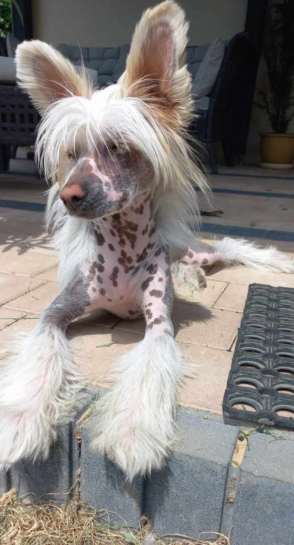 ARENDIL z Uroczej Pomaranczarni