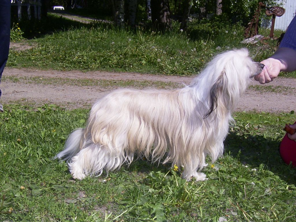 Kennolan Sini Sir Herman