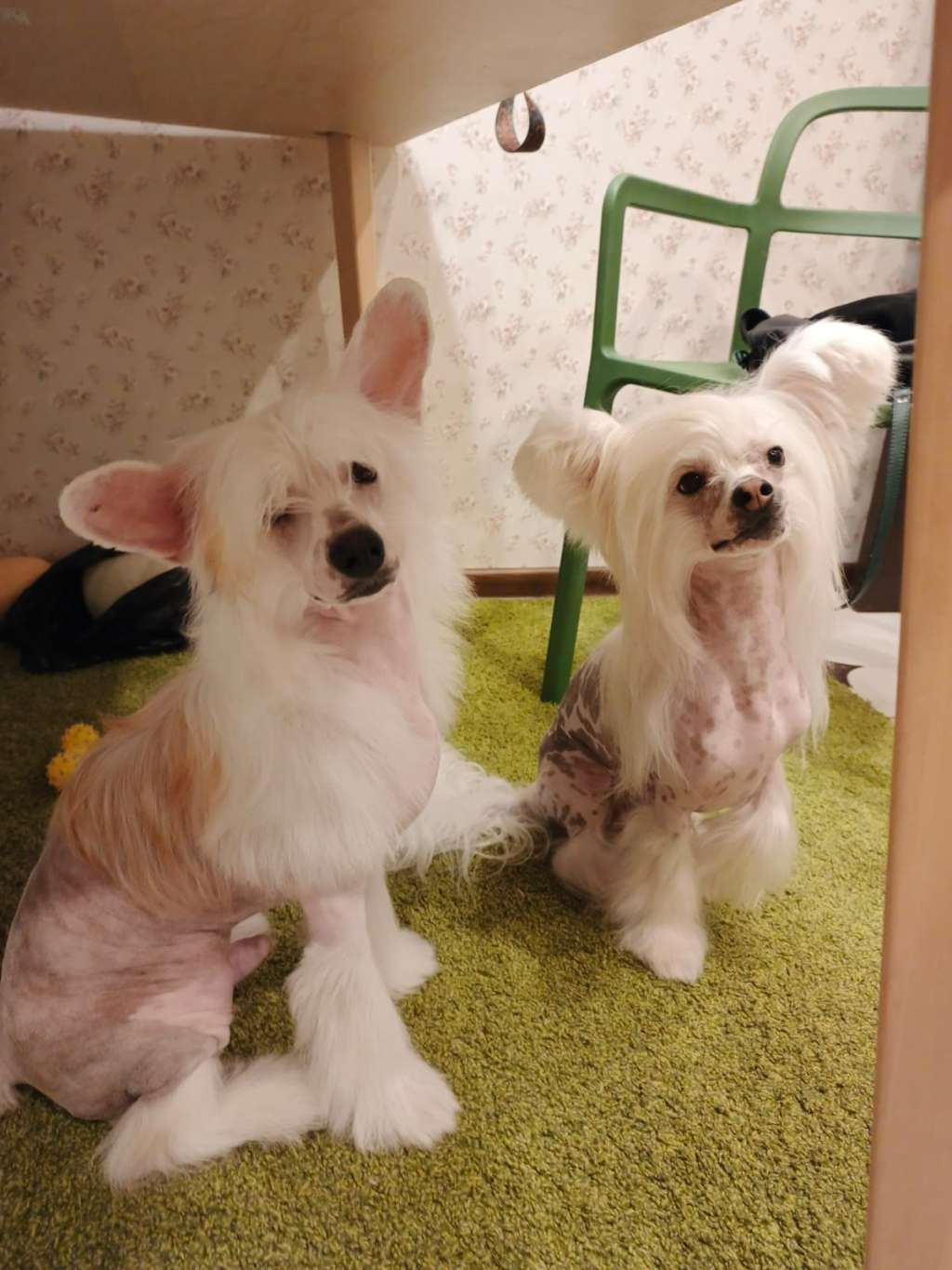 Kovimoti Uillis Bruce