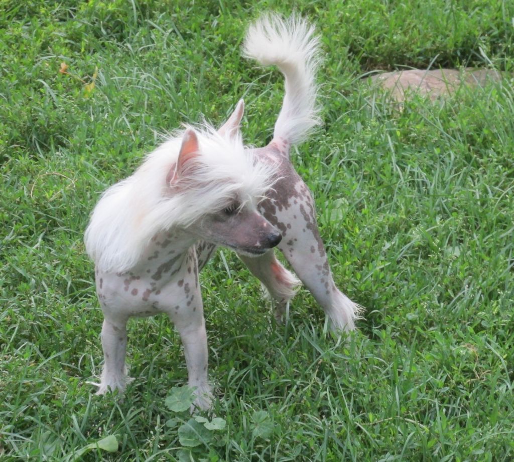 Pixietail Very Berry Cherry