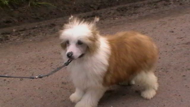 Doucai The Duke Strykes