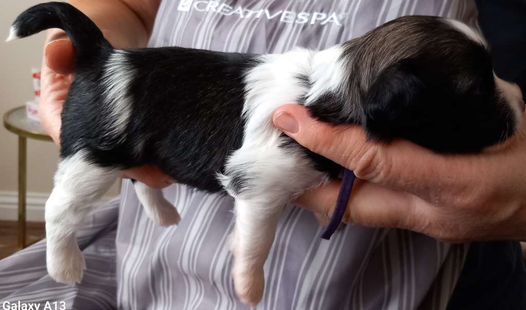 Calabrinda Bellatrix