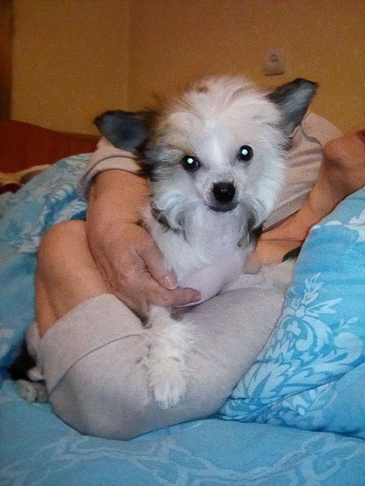 Style Bravo Angelina