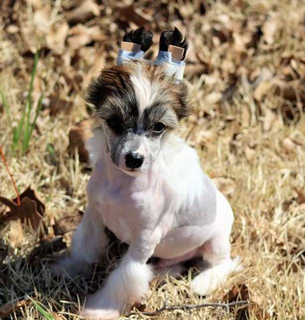 Roserok Klearly The No Pants Dance