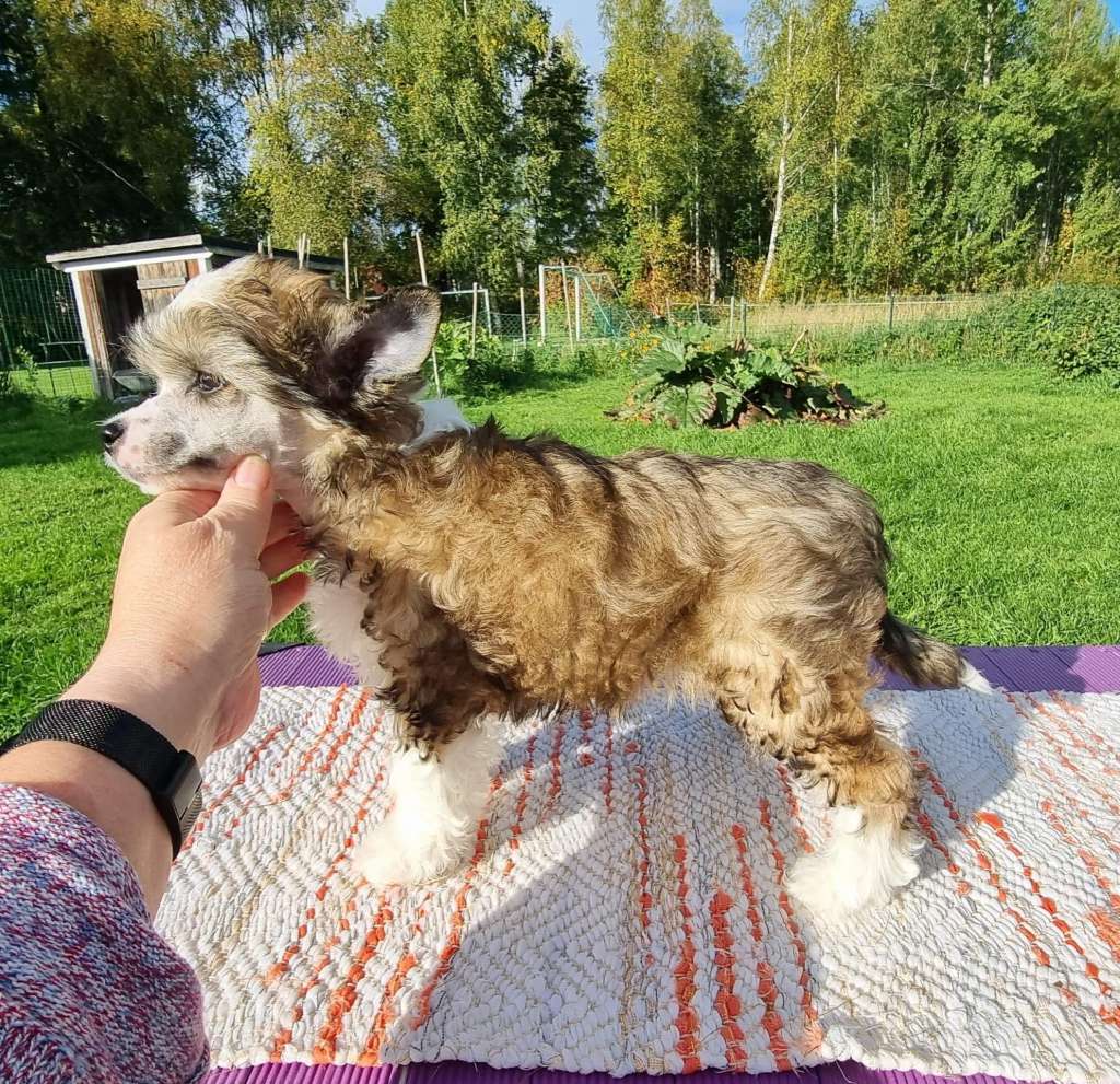 Tournais Ronja Redhead