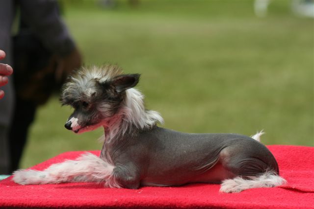 Koreke Mercury Element OMagi