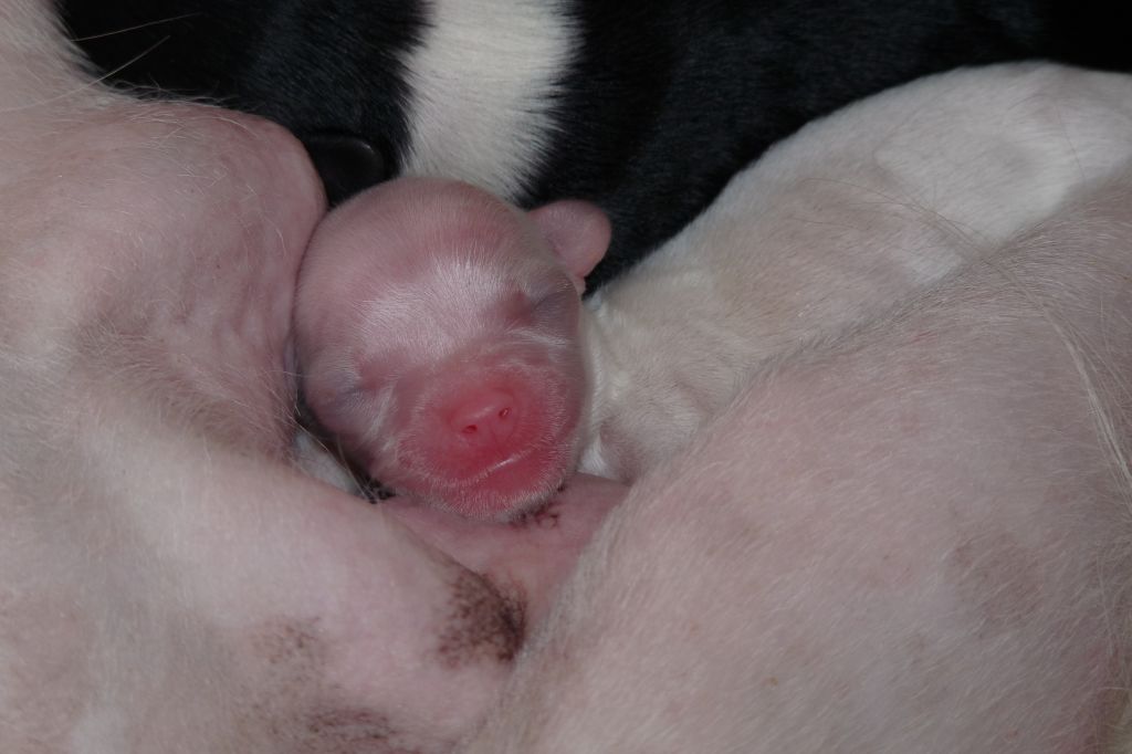 My Special One Little Ice Cream