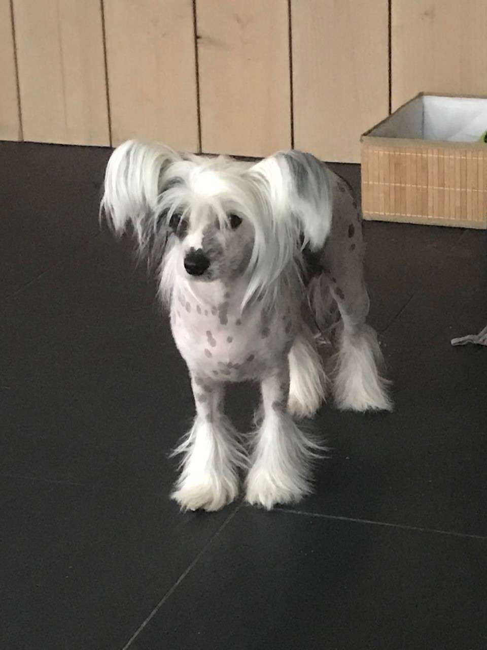 Happy dancing Jaja Koot