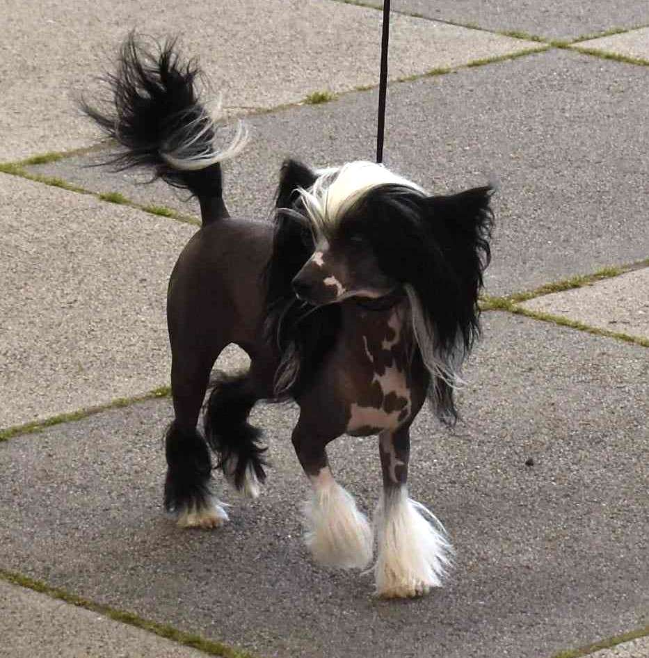 Freya Lola Pompinell'