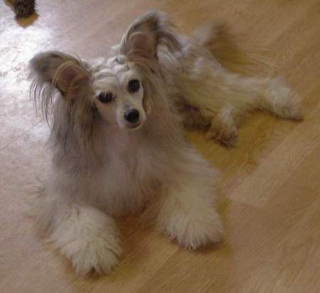 Zipolino's Brainstorm