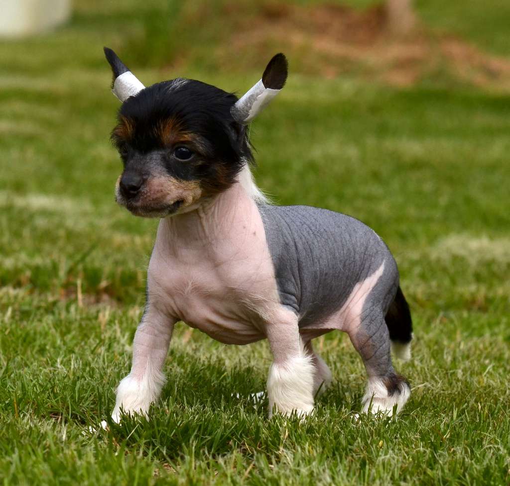 Chopper Garden Roses